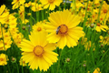 Coreopsis Lance-Leaved Dwarf Seeds – 100mg (~50 Seeds), Native Yellow Wildflower, Compact Perennial, Pollinator Friendly, Easy to Grow