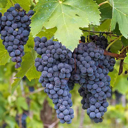 Organic Concord Grape Cuttings - 12+ Hardy, Perennial Vine for Rooting, Perfect for Jam and Juice