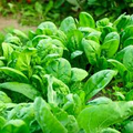 1 Gram Seeds Spinach Viroflay – Spinacia oleracea | Heirloom Vegetable Seeds for Planting, Gardening & Fresh Harvests