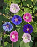 100 Seeds Morning Glory Tall Mix – Ipomoea purpurea – 5-Color Blooming Vine – Non-GMO, Pollinator Magnet, Loved by Hummingbirds