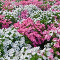 500 Rose Mallow Seed Mixed Colors - Lavatera trimestris, Bulk Flower Seeds, Vibrant Garden Blooms, Annual, Easy-to-Grow, Pollinator-Friendly