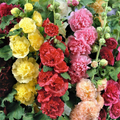 100 Seeds Hollyhock Chater's Double Mix Peony Flowered Blooms - Biennial Non-GMO, Alcea Rosea, Beautiful Garden Flowers, Hardy, Easy to Grow