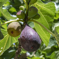 Hardy Chicago Fig Seeds, 100 Non-GMO Fruit Tree Seeds, Cold-Tolerant, USDA Zones 5-11, Sweet Fruit, Home Garden Planting