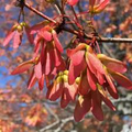 10 Seeds Acer rubrum Northern – Red Maple, Vibrant Autumn Foliage Shade Tree