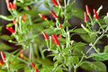 Thai Garden Bird Hot Pepper Seeds – 250mg for Planting, Heirloom Variety, Spicy & Bold, High Yield, Heat Tolerant, Garden Container