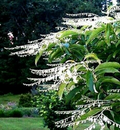 100 Lily of the Valley Sourwood Seeds (Oxydendrum arboreum), Honey Bee Tree, Fragrant White Flowers, Native Tree, Wildlife Friendly