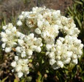 30mg Pseudognaphalium - Sweet Everlasting, Dried Flower Favorite, Perennial Wildflower