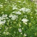 Caraway Seeds – 1g for Planting, Heirloom Variety, Fragrant Flavorful, High Yield, Biennial Herb, Garden & Container, Culinary Spice