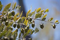 5 Seeds Jojoba (Simmondsia chinensis) for Planting | Hardy Shrub for Sustainable Landscaping, Oil Production & Wildlife Habitat