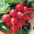 80 Seeds Radish Cherry Belle – Raphanus sativus | Fast-Growing Heirloom Radish Seeds for Planting, Gardening & Crisp Red Harvests