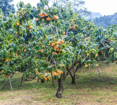 American Persimmon Tree (Diospyros virginiana) - Pack of 2 Live Bare Root Plants 10"-12"
