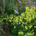 500 Seeds Tobacco Lime Green Flower Seeds, Nicotiana Pure Seed, Part-Shade, Non-GMO, Unique Green Blooms, Easy to Grow, Garden & Landscape