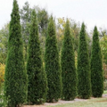 25 Eastern Red Cedar Hedge Shrub Tree Seeds (Juniperus virginiana), Evergreen, Privacy Screen, Hardy Shrub, for Landscaping & Garden Fencing