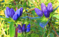 Bottle Gentian Seeds – Gentiana andrewsii – 100mg for Planting, Native Wildflower, Deep Blue Blooms, Late Season Pollinator Plant