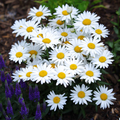 100mg Shasta Daisy Seeds, Leucanthemum × superbum, Hardy Perennial with Classic White Blooms