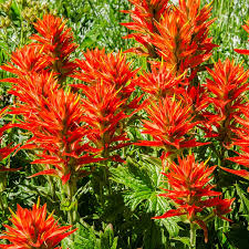 50 Seeds Castilleja coccinea Indian Paintbrush (Scarlet Paintbrush) – Wildflower for Planting, Vibrant Red Flowers, Native American Garden