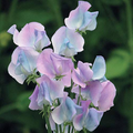 50 Margaret Hastie Sweet Pea Seeds – Fragrant Pink-Lavender Blooms for Garden Planting, Climbing Vines for Trellises – USA