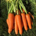 600 Seeds Scarlet Nantes Carrot - Daucus carota | Heirloom Carrot Seeds for Planting, Gardening & Sweet, Crisp Root Harvest