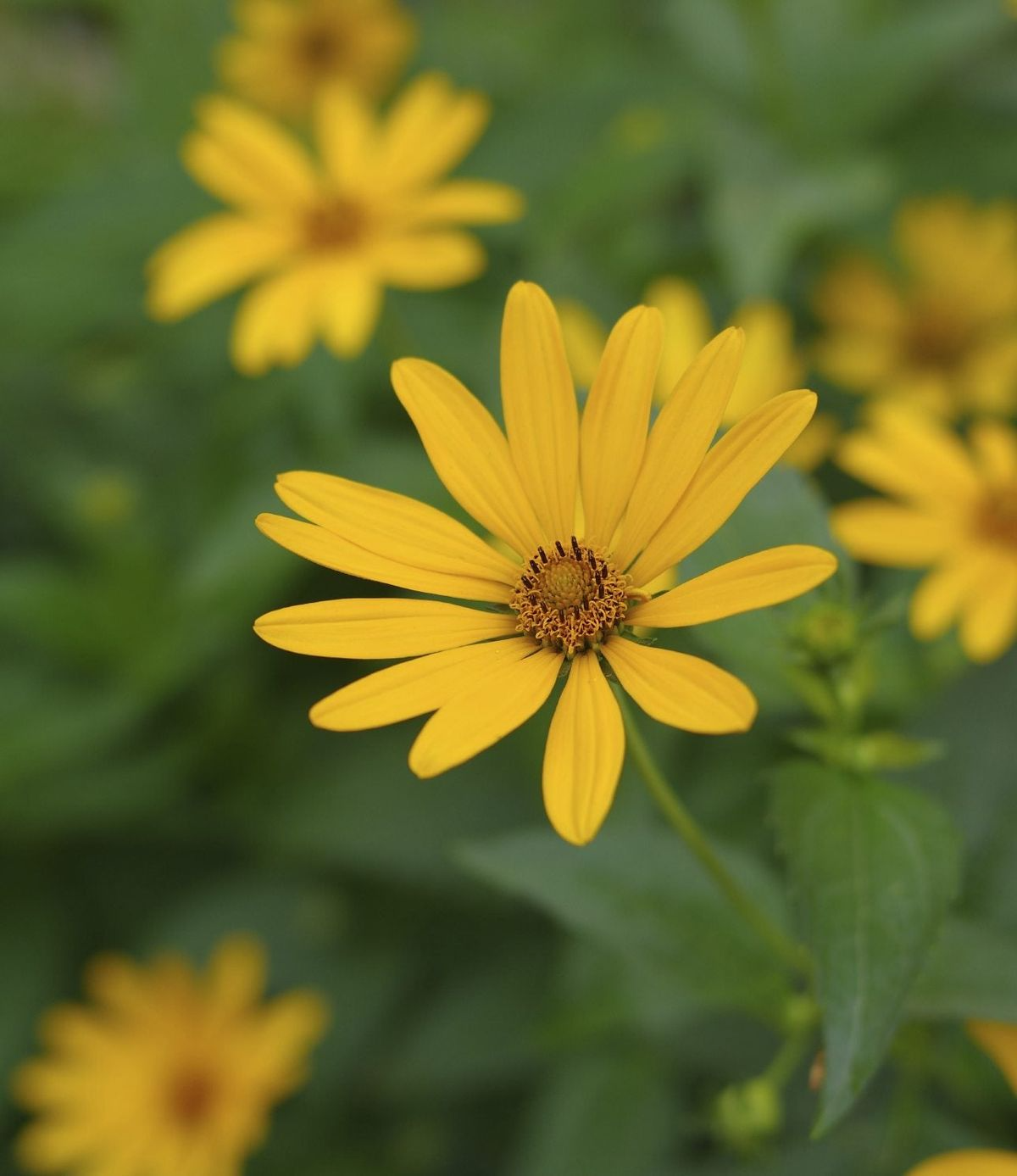 250 mg Seeds Early Sunflower (Helianthus annuus) – Vibrant Flowering Plant for Planting, Gardening, & Pollinator-Friendly Landscapes