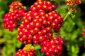 2500 Seeds Red Yarrow – Achillea millefolium, Hardy Perennial Wildflower