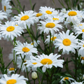 100 Seeds Daisy Shasta (Leucanthemum × superbum) - White Perennial Flower for Planting, Landscaping, Easy to Grow, Pollinator-Friendly