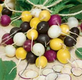 500 Halloween Mix Radish Seeds – Colorful Heirloom Blend, Fast-Growing