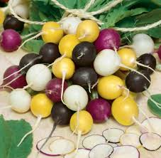 500 Halloween Mix Radish Seeds – Colorful Heirloom Blend, Fast-Growing