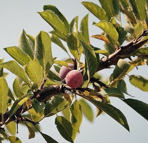 Japanese Ume Plum – 2 Cuttings, Fragrant Winter Flowers & Edible Fruits, Umeboshi and Umeshu  Can't ship to Ca, Fl, Hi, Az