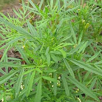 100mg Black Mint Seeds Tagetes minuta Huacatay | Aromatic Herb, Non-GMO, Medicinal & Culinary Uses, Easy to Grow, Unique Flavor, Annual