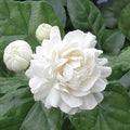 1 Grand Duke Jasmine Plants | Jasminum Sambac Bareroot Plugs 3-5" | Super Fragrant Arabian Jasmine | Live Flowering Shrub