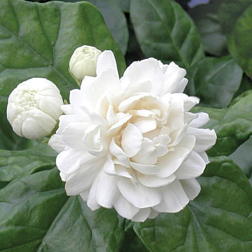 1 Grand Duke Jasmine Plants | Jasminum Sambac Bareroot Plugs 3-5" | Super Fragrant Arabian Jasmine | Live Flowering Shrub