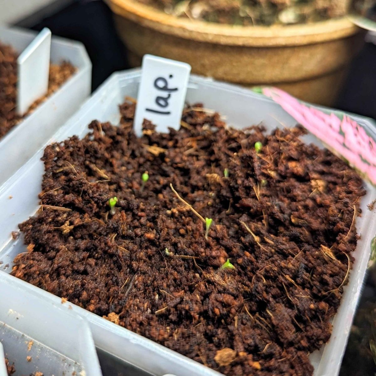 Lapidaria Seed Mix