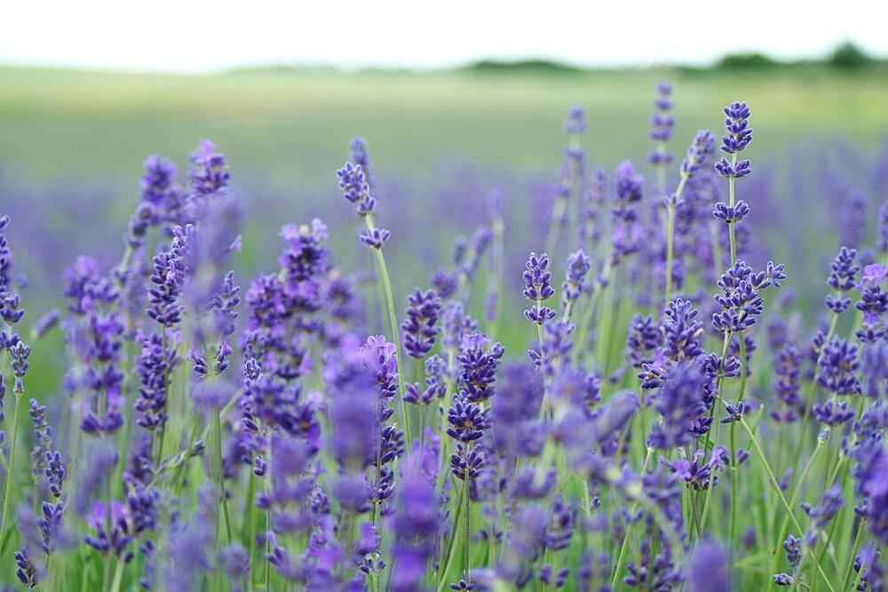 Lavender Seeds