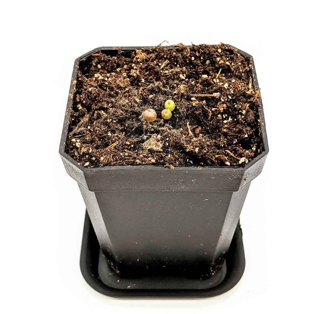 Lithops Mix (Living Stone) Seeds