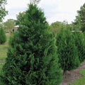 Murray Leyland Cypress Tree (Cupressocyparis leylandii ‘Murray’) | Fast-Growing Evergreen Privacy Hedge | 2.5 Inch Pot