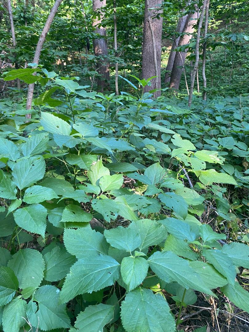 Large Wild Stinging Wood Nettle Bareroots 5-Pack Laportea canadensis