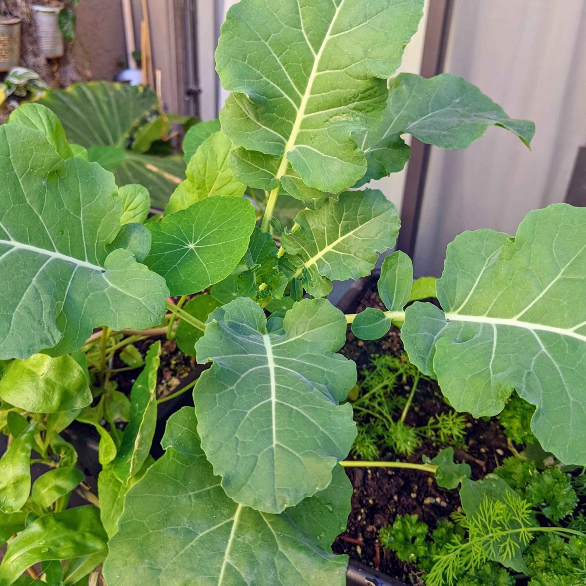 Organic Broccoli Seeds