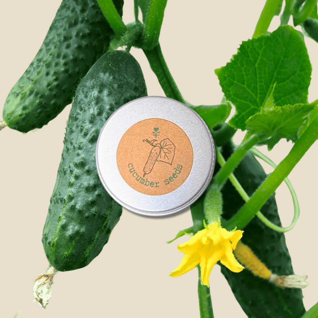 Organic Cucumber Seeds