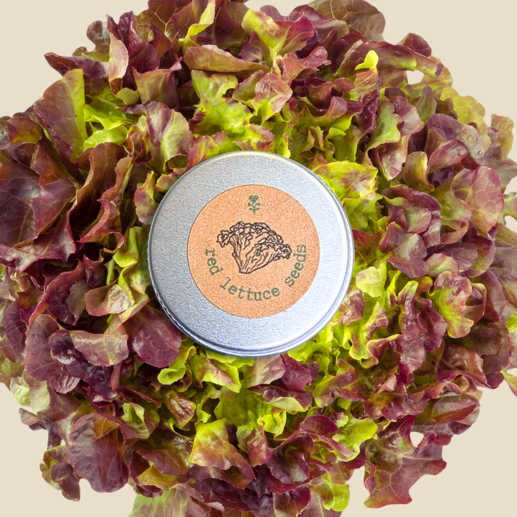 Organic Lettuce Lollo Rosso Seeds