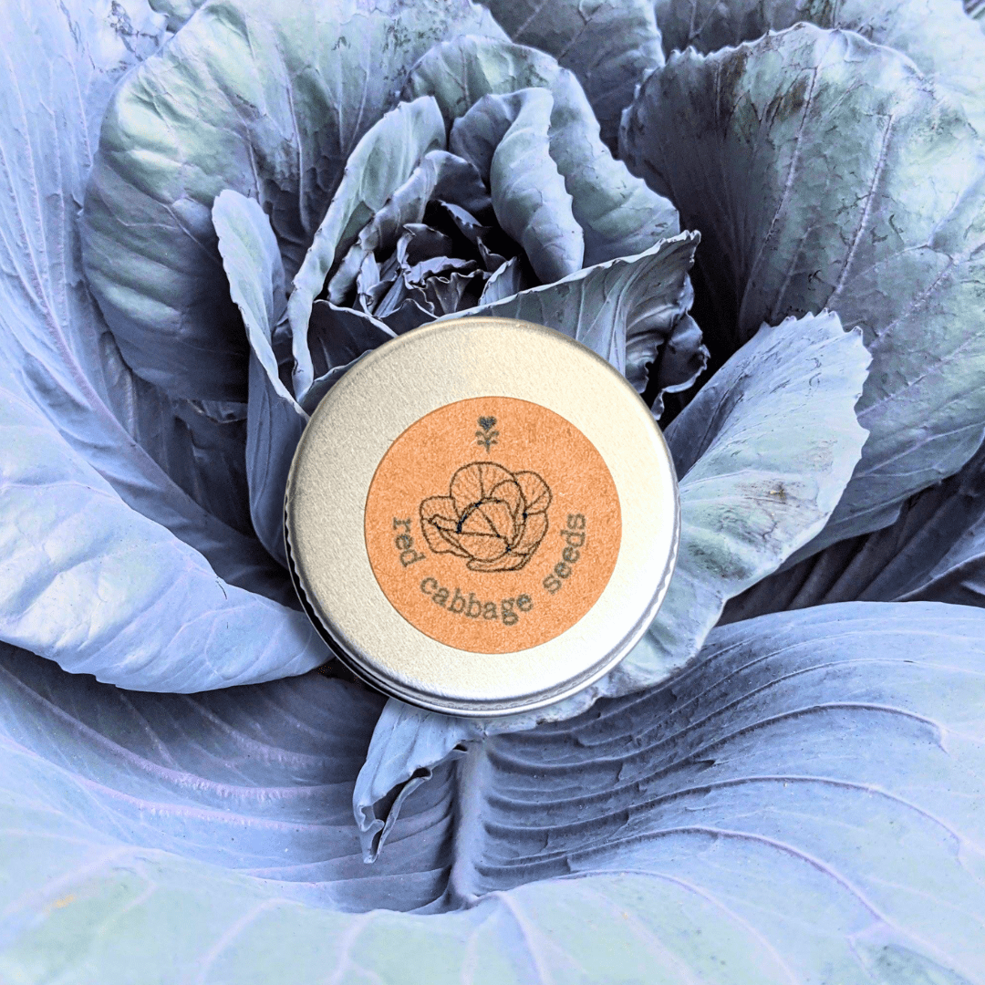 Organic Red Cabbage Seeds