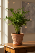 Parlor Palm