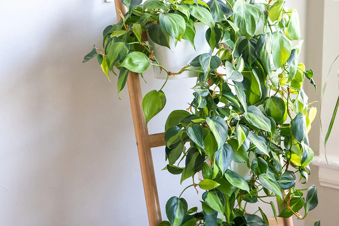 6 Indoor Plant Cuttings – Pothos & Philodendron Combo – Marble Queen, Brazil & N'Joy Live Unrooted Stems for Hanging Baskets & Containers