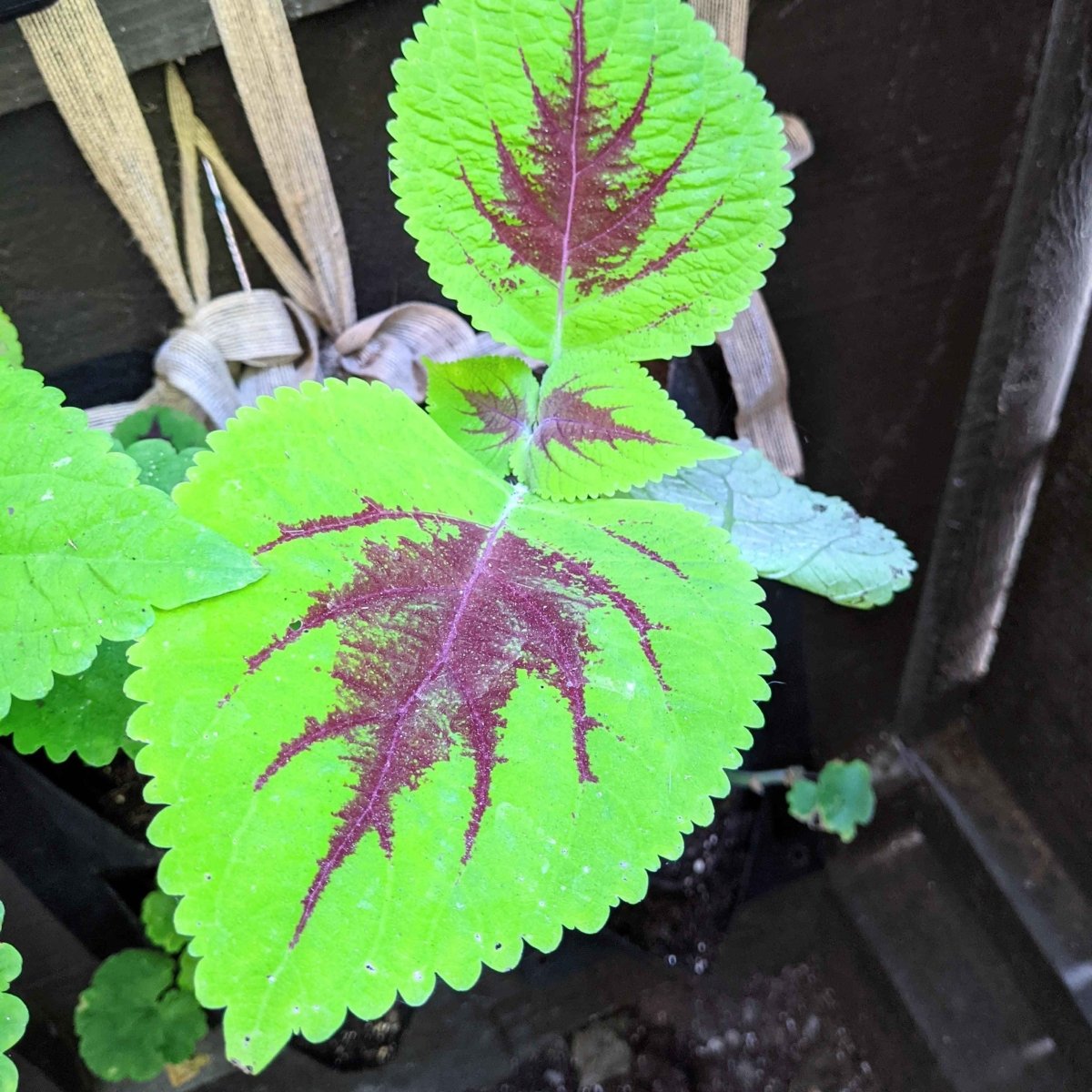 Rainbow Coleus Seeds