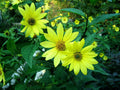 LEMON QUEEN SUNFLOWER Seeds - 80 Yellow Bloom Seeds - Helianthus annuus - Grow Sunflowers in Your Garden - USA Grown