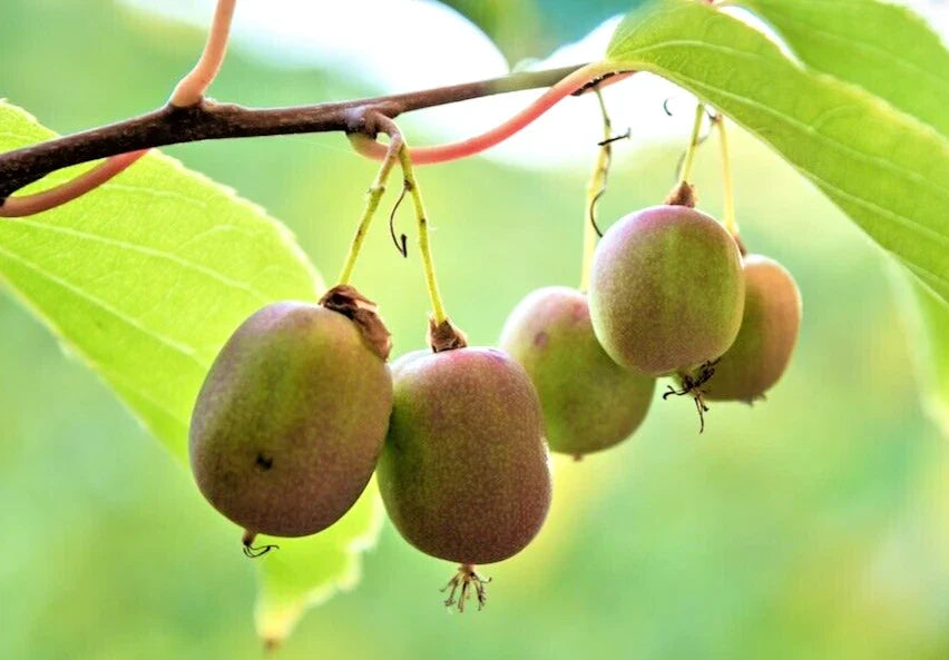 Hardy Polar Arctic Kiwi Cuttings - 6 Seedless Cuttings (4 Female + 2 Male) - Actinidia Arguta