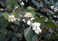 Snowberry Shrub Seeds - 50+ Non-GMO, Native Iowa Variety, Symphoricarpos albus
