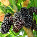 Dwarf Mulberry Tree Starter Plant - 3 Pack Everbearing Morus nigra - Edible Fruit, Cold Hardy, Bare Root, Self-Pollinating