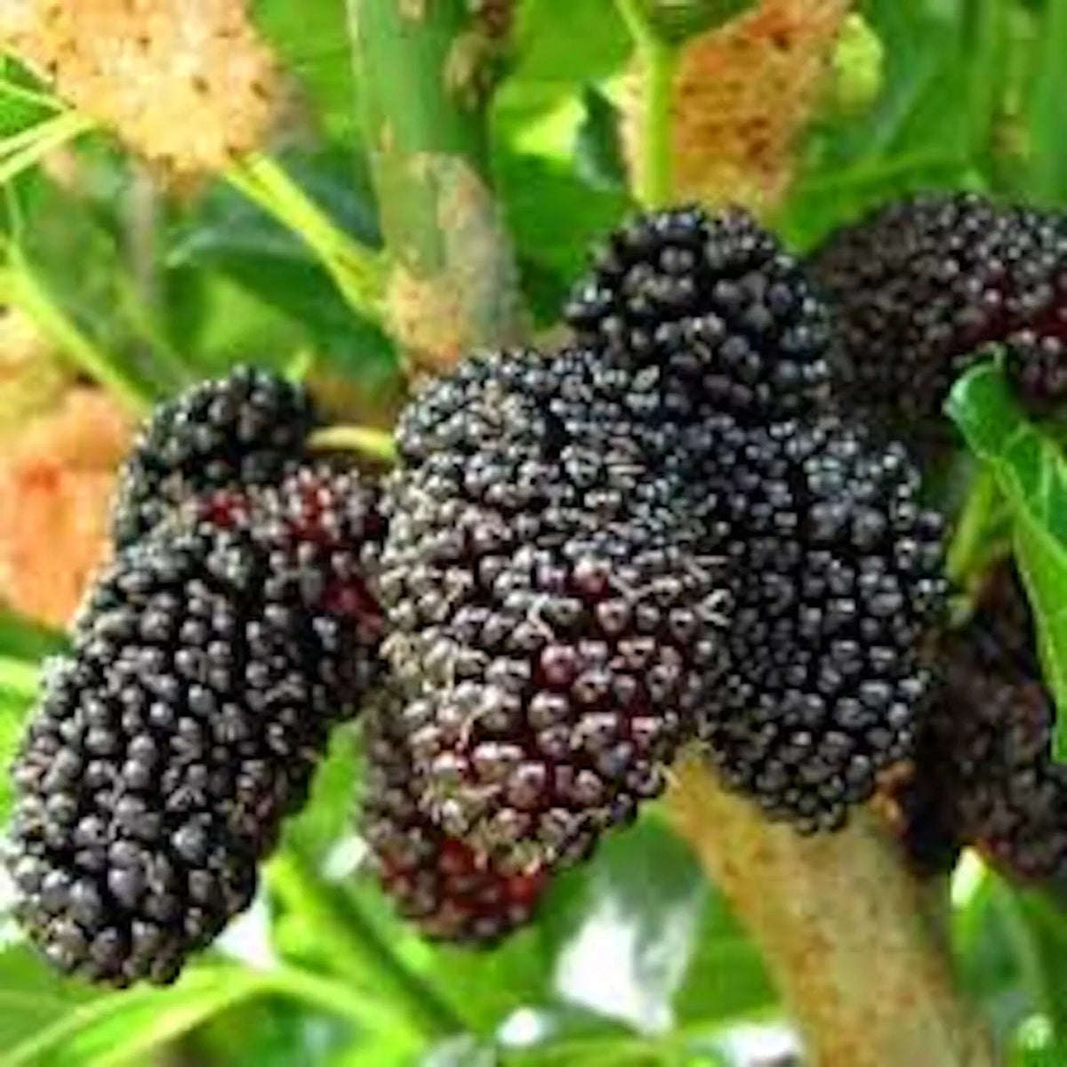 Dwarf Mulberry Tree Starter Plant - 3 Pack Everbearing Morus nigra - Edible Fruit, Cold Hardy, Bare Root, Self-Pollinating