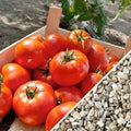 Homestead Tomato Seeds - 120+ Heirloom, Non-GMO, Organic, Drought Resistant - Solanum lycopersicum
