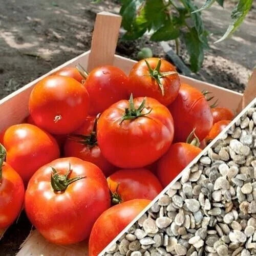 Homestead Tomato Seeds - 120+ Heirloom, Non-GMO, Organic, Drought Resistant - Solanum lycopersicum